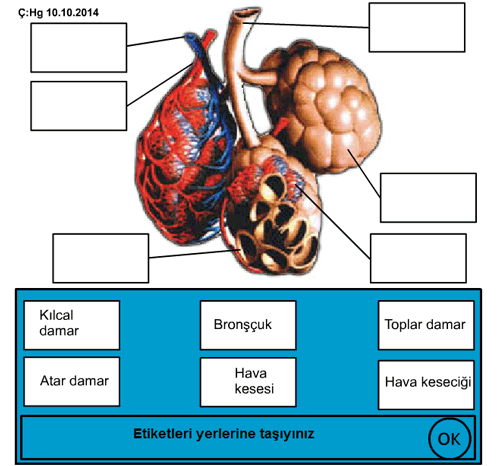 Alveollerin yaps etkileimli etkinlik