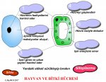 BTK VE HAYVAN HCRES (ETKNLK)