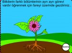 Bitkilerin Blmleri ve htiyaclar