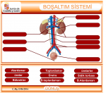 Boaltm Sistemi Etkinlik