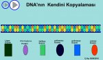 DNA nnkendini Kopyalanmas
