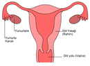 Sperm ile Yumurta Nasl Dllenir?