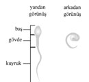 Erkek reme hcresi:Sperm