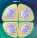 Mayoz Blnme evrelerinin animasyonlu anlatm 1