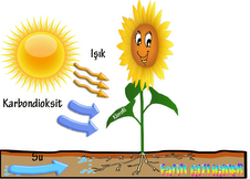 Fotosentez ve zellikleri