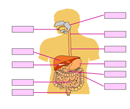Sindirim Sistemi Organlar Etkileimli Yerletirme 