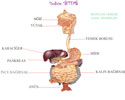 Sindirim Sistemi Organlar ve Besinlerin Sindirimi