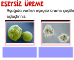 Mitoz blnme animasyon 4` bir arada (Yeni)