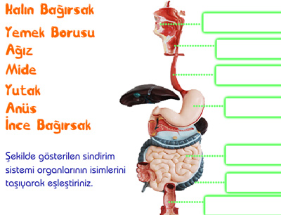 Sindirim Sistemi animasyonu ( Rabia Sevilay DURUKAN retmenimiz Ansna)