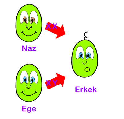 nsanlarda cinsiyet nasl oluur?