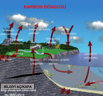 Karbon Dngs 6