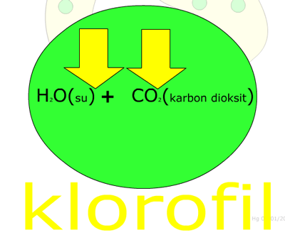 Klorofilde Fotosentez nasl gerekleir?