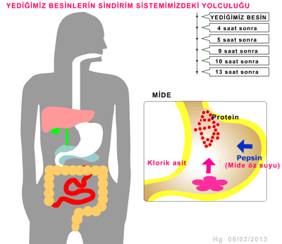 Besinlerin Sindirim Yolculuu