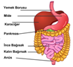 Sindirim Sistemi Organlar ve Grevleri