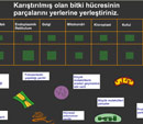 Bitki Organellerinin Yerletirilme Oyunu