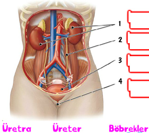 Boaltm sistemi ile ilgili 4` bir arada yeni animasyon