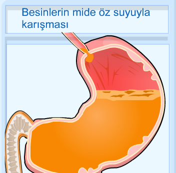 Sindirim sistemi nasl alr?