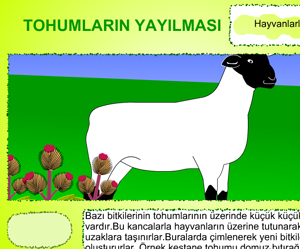 Tohumun hayvanlar ile  yaylmas 
