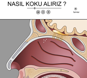 Nasl Koku Alrz? 