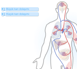 Byk ve Kk Kan Dolam