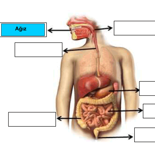 Sindirim sistemi organlar eletirme etkinlii