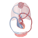 Solunum Sistemin de Solunum eitleri