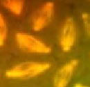 Hücrede Mitozun Oluşum Videosu