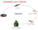 Hayvanlarda Bakalam Olay