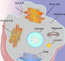 Hücrenin Temel Kısımları ve organelleri