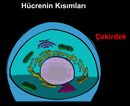 Hcrelerin temel Ksmlar