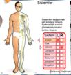 Vcudumuzdaki Tm Sistemler