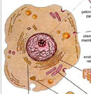 Hcrenin ana blmleri resim