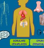 Vcudumuzdaki organlar