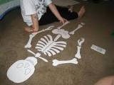 skeletimizin grevleri ve ksmlar