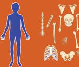 skeletimizin ksmlar yerletirme oyunu