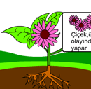 �i�ekli bir bitkinin k�s�mlar� ve g�revleri