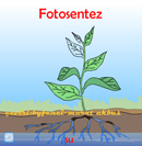 Fotosentez