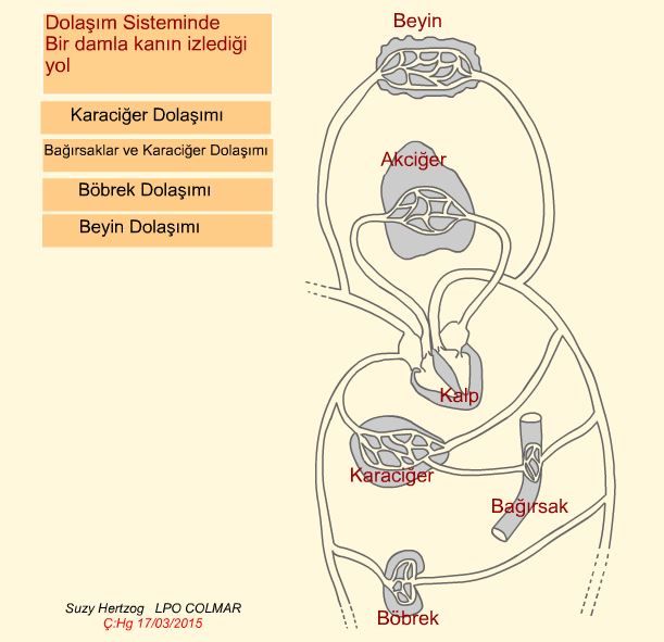 Dolam Sistemi (Bir damla kann dolam)