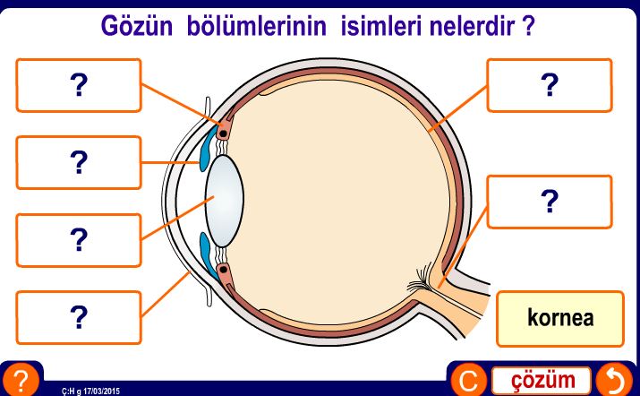 Gzn blmlerinin isimleri nedir ? Etkinlii