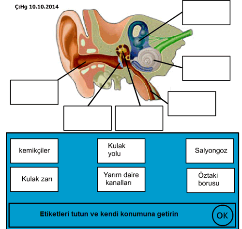 Kulan  yaps etkileimli etkinlik