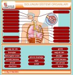 SOLUNUM SSTEM ETKNLK