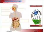 Sindirim Sistemi Etkinlik