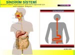 Sindirim Sistemi Organlar