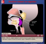 Sindirim Sistemi ve Organlar