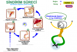 Sindirim Sreci Etkinlik