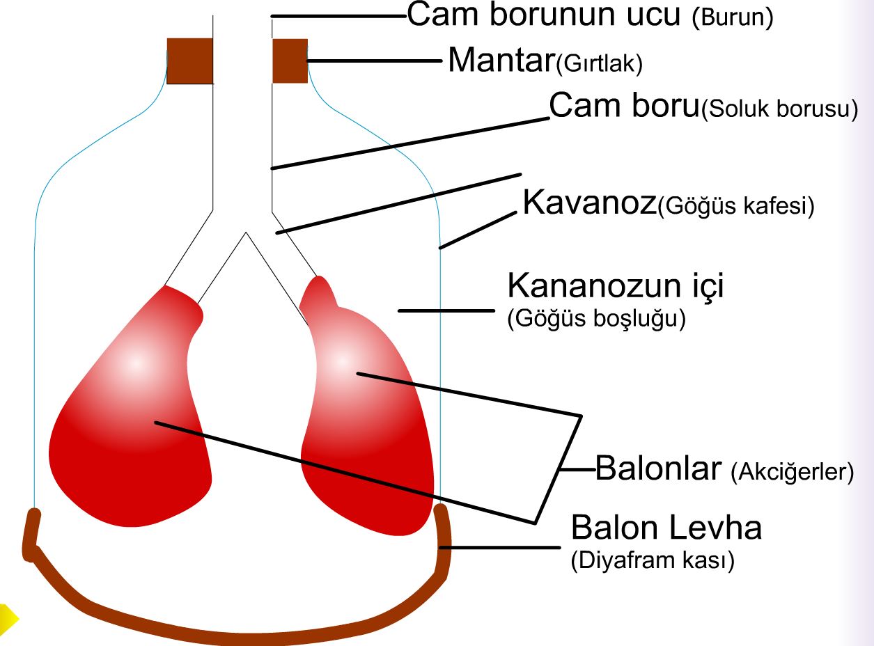 Solunum Sistemi  Modeli