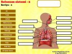 Solunum sistemi 1