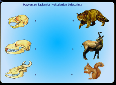 Hayvanlarn Kafatas Farkllklar