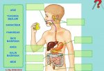 sindirim sistemi etkinlik