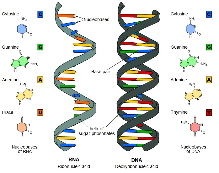 DNA yapısı